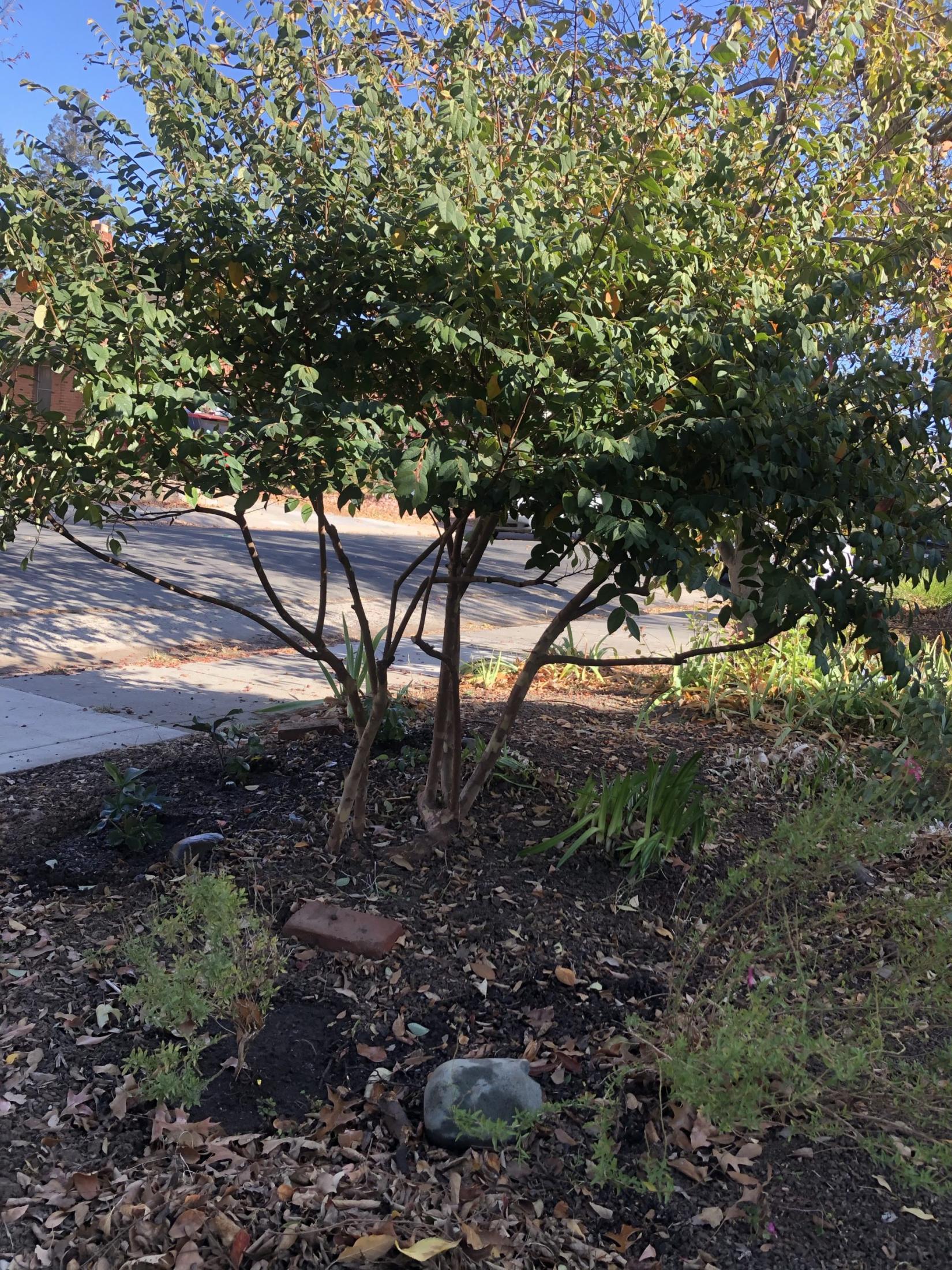 To prune or not to prune Chinese Fringe Flower UC Davis Arboretum